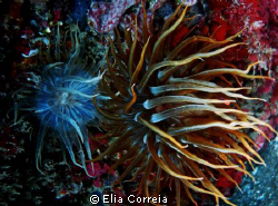 Anemones! by Elia Correia 